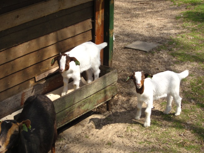 two baby goats with mother goat who is very happy btw!